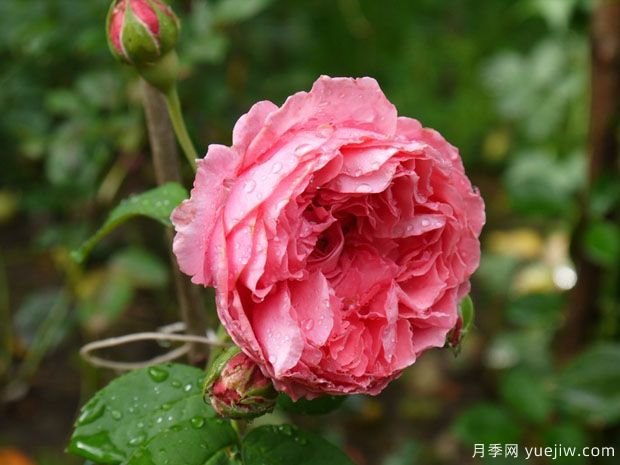 妇女乐园月季(图1) 妇女乐园月季(图1)