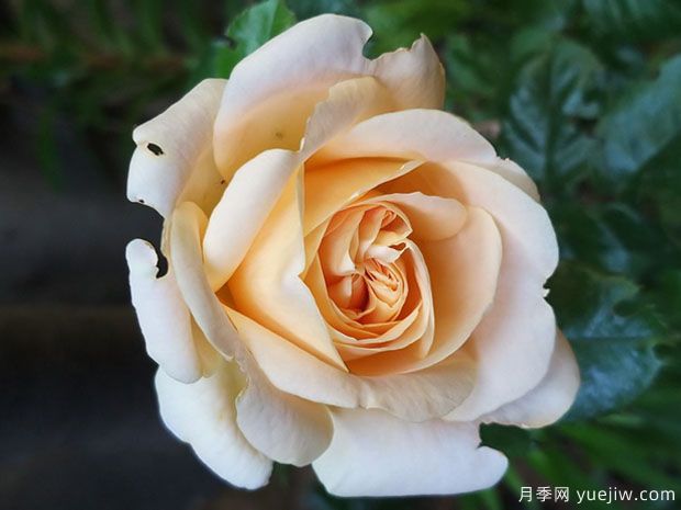 多彩琥珀月季/海德花园月季(图2) 多彩琥珀月季/海德花园月季(图2)