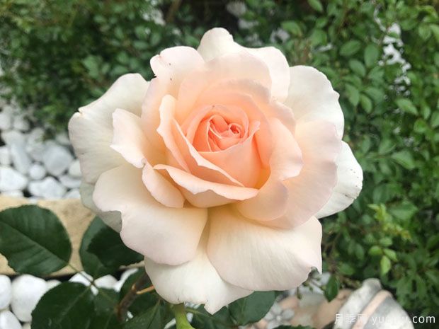 多彩琥珀月季/海德花园月季(图3) 多彩琥珀月季/海德花园月季(图3)