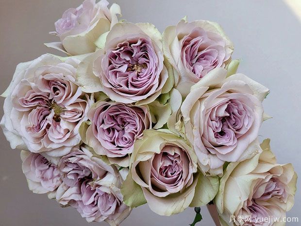 巴黎圣母院月季(图1) 巴黎圣母院月季(图2)