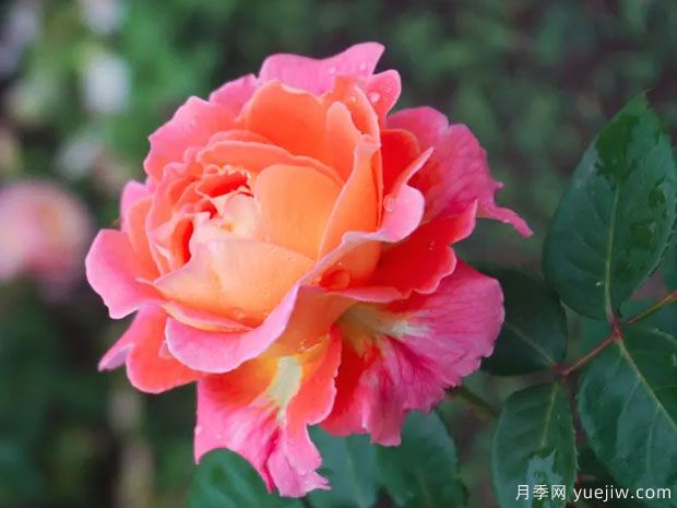 玫瑰经圣母月季/玫瑰圣殿/玫瑰圣母院(图3)