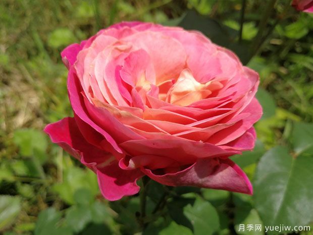 伊莱百年庆典月季(图1) 伊莱百年庆典月季(图1)