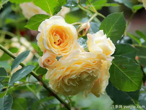 卡斯图贡伯特月季/古姆拜特城堡月季(图2) 卡斯图贡伯特月季/古姆拜特城堡月季(图2)