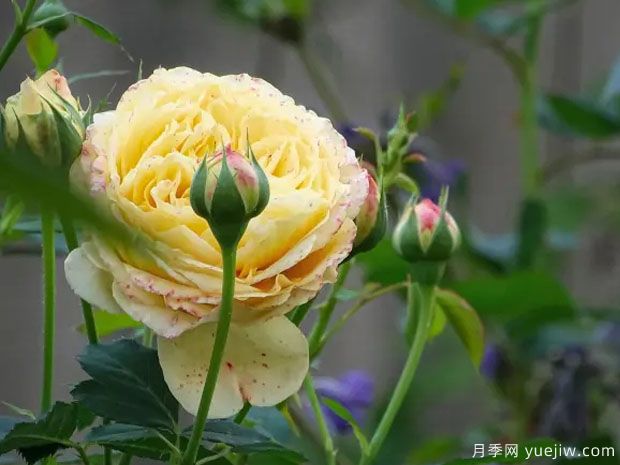 卡斯图贡伯特月季/古姆拜特城堡月季(图3) 卡斯图贡伯特月季/古姆拜特城堡月季(图3)