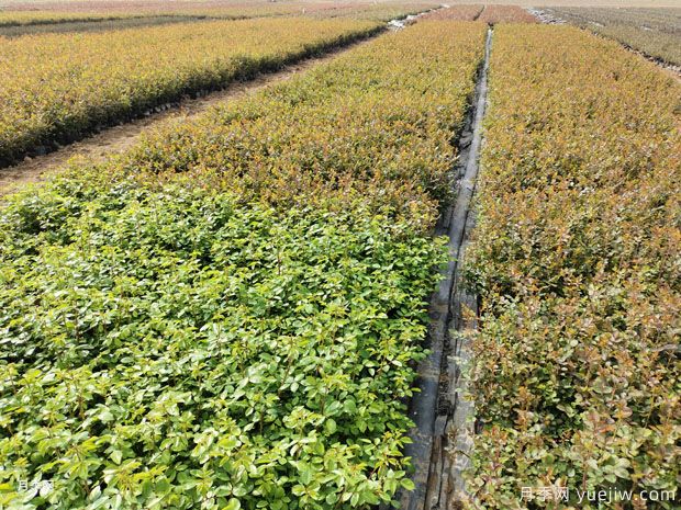 二年大花丰花绿化盆栽月季杯苗价格(图3)