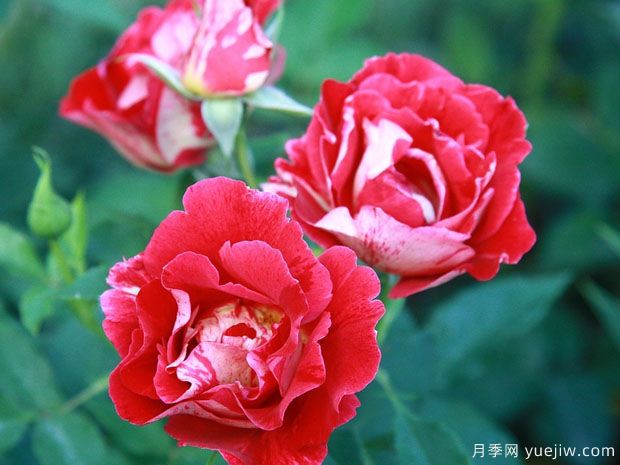 卢瓦尔河畔圣塞巴斯蒂安月季(图1) 卢瓦尔河畔圣塞巴斯蒂安月季(图1)