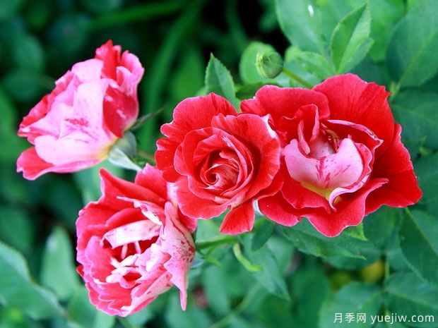 卢瓦尔河畔圣塞巴斯蒂安月季(图2) 卢瓦尔河畔圣塞巴斯蒂安月季(图2)