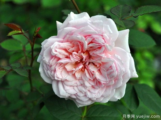 卡梅琳月季(图1) 卡梅琳月季(图1)