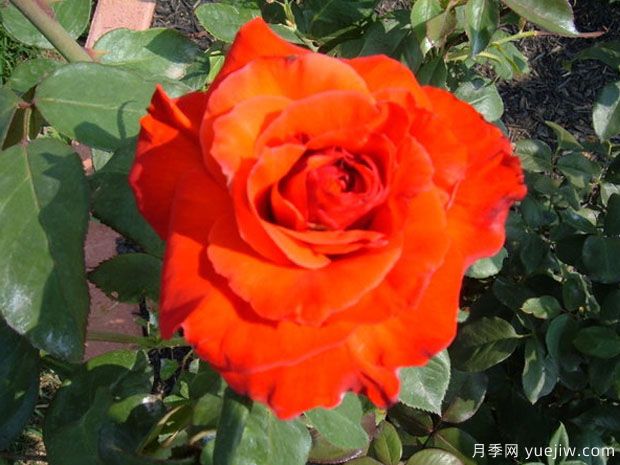 卡美拉月季/卡玛拉月季(图1) 卡美拉月季/卡玛拉月季(图1)