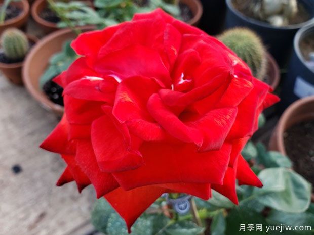 卡美拉月季/卡玛拉月季(图2) 卡美拉月季/卡玛拉月季(图2)