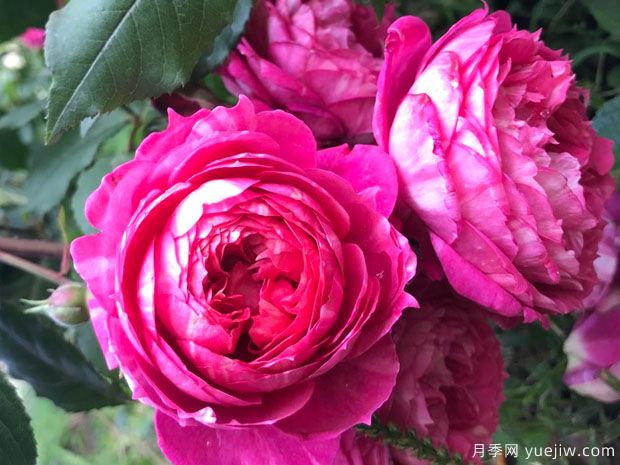 互助银行月季(图2) 互助银行月季(图2)