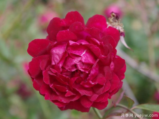 月月红月季的优缺点是什么？(图1)
