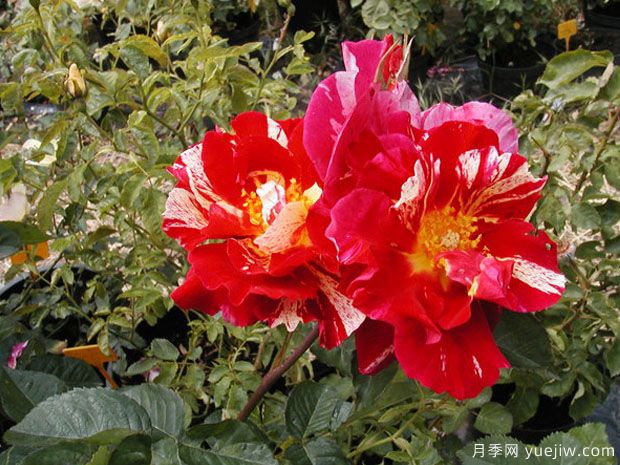 里斯托弗库姆吉恩月季(图2) 里斯托弗库姆吉恩月季(图2)