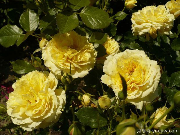 中国姑娘月季/中国女孩月季(图4) 中国姑娘月季/中国女孩月季(图4)