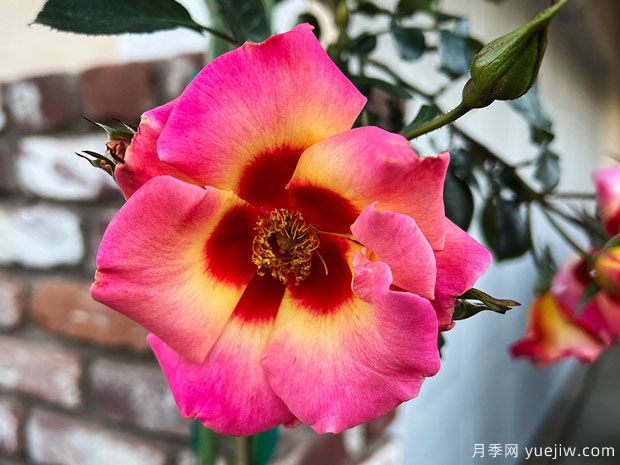 妆容芒果柠檬水月季(图2) 妆容芒果柠檬水月季(图2)