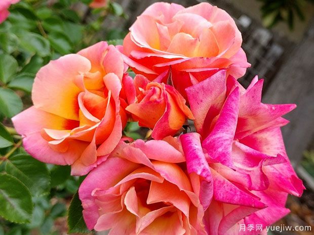 妆容芒果柠檬水月季(图3) 妆容芒果柠檬水月季(图3)