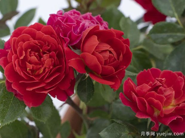 光芒西瓜月季/日耀西瓜月季(图1) 光芒西瓜月季/日耀西瓜月季(图1)