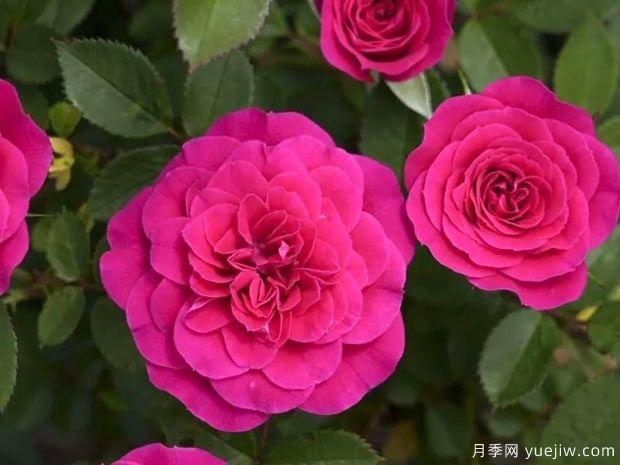 光芒火龙果月季(图1) 光芒火龙果月季/日耀火龙果月季(图1)