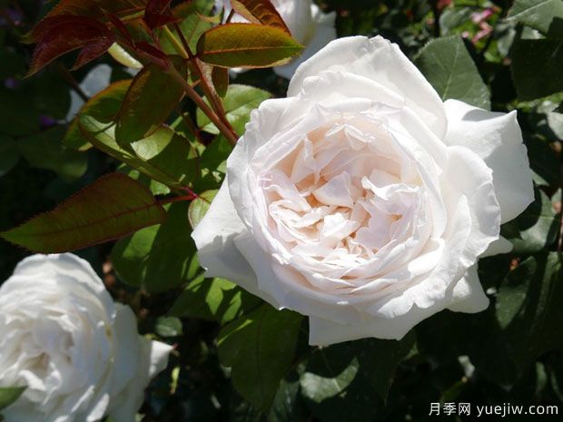 玛丽安吉拉梅拉托月季(图1) 玛丽安吉拉梅拉托月季(图2)