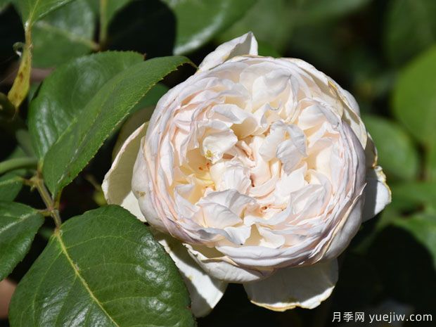 玛丽安吉拉梅拉托月季(图1) 玛丽安吉拉梅拉托月季(图1)