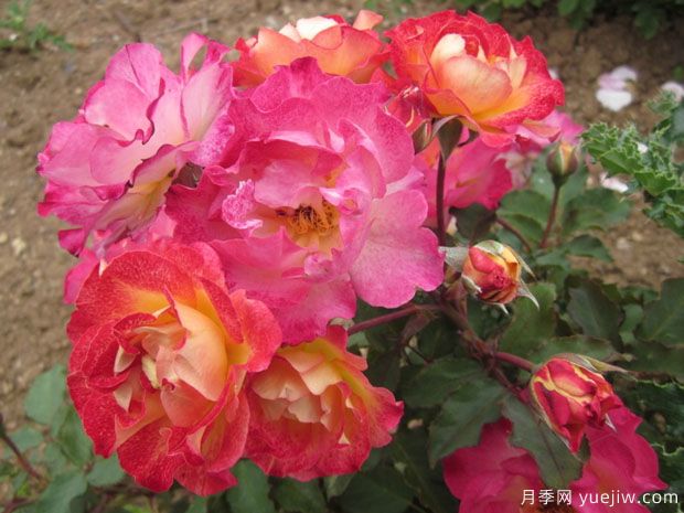 阿尔弗雷德马内西尔月季(图1) 阿尔弗雷德马内西尔月季(图1)