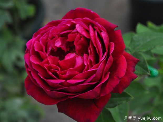 红眼睛月季(图1)