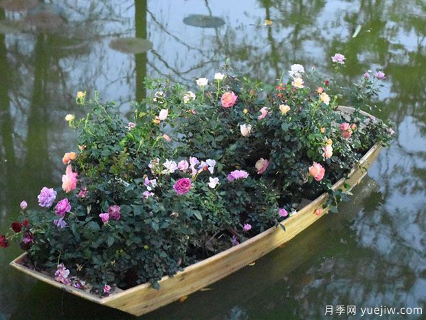 深圳月季应用和月季景观(图5)