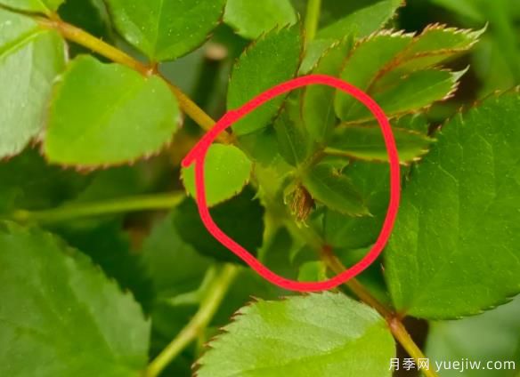 月季盲芽的识别与原因,要不要抹芽?(图1) 月季盲芽的识别与原因,要不要抹芽?(图1)