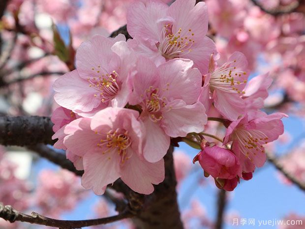 早樱晚樱冬樱的区别？樱花主要品种(图1)