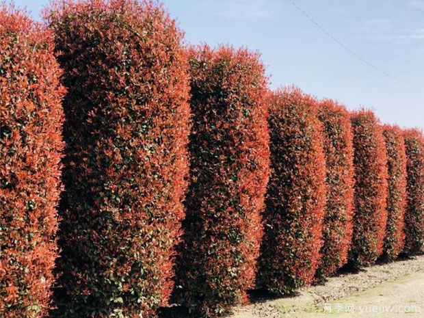 红叶石楠柱的培育办法是什么?(图1) 红叶石楠柱的培育办法是什么?(图1)