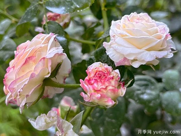 艾莲吉列月季(图2) 艾莲吉列月季(图2)