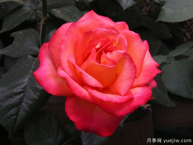 林草工作者必知的名词术语,包含林业草原园林(图1) 林草工作者必知的名词术语,包含林业草原园林(图1)