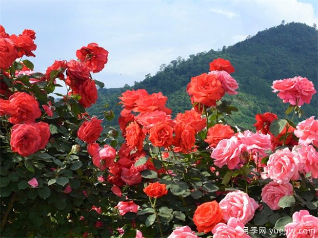 园林苗木行业必知的专业术语,还有哪些不知道?(图1) 园林苗木行业必知的专业术语,还有哪些不知道?(图1)