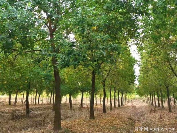 乌桕品种图片和产地价格(图1) 乌桕(图1)