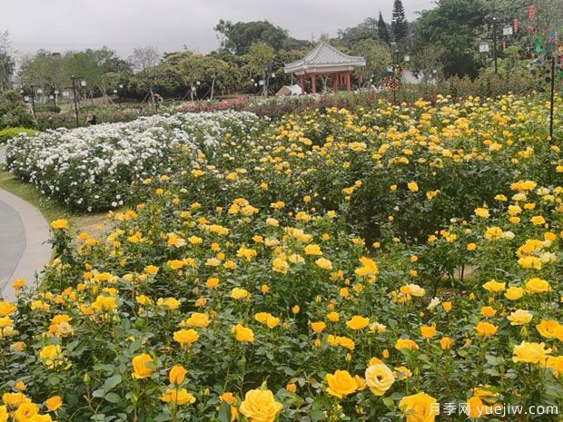 享受美丽,深圳松岗五指耙月季苑花展(图2) 享受美丽,深圳松岗五指耙月季苑花展(图2)