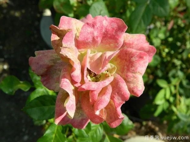 绿袖月季(图1) 绿袖月季(图1)