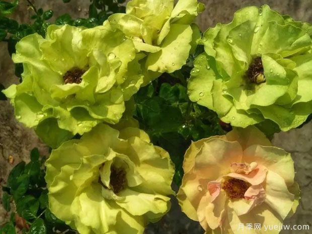 绿袖月季(图2) 绿袖月季(图2)