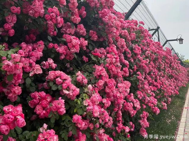 精品爬藤月季花墙网片价格(图1) 精品爬藤月季花墙网片价格(图1)