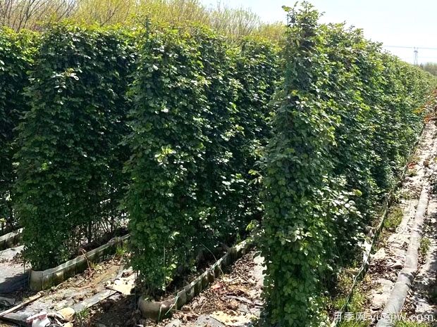 精品爬藤月季花墙网片价格(图3) 精品爬藤月季花墙网片价格(图3)