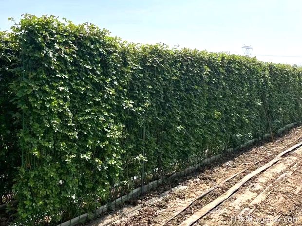 精品爬藤月季花墙网片价格(图4) 精品爬藤月季花墙网片价格(图4)