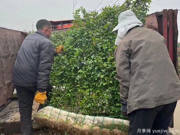 精品爬藤月季花墙网片价格(图5) 精品爬藤月季花墙网片价格(图5)