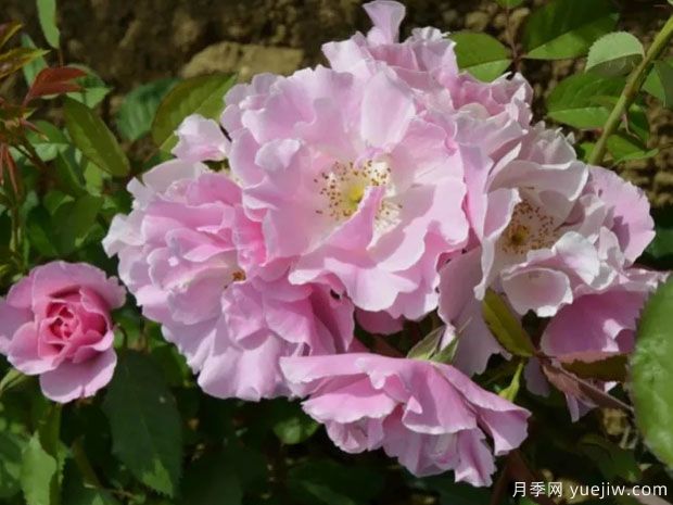 丰特夫罗修道院月季(图1) 丰特夫罗修道院月季(图1)