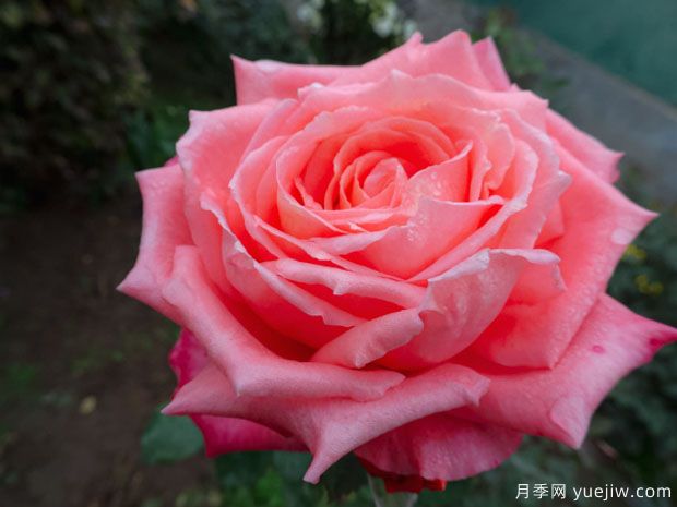 光之所月季/卢米埃尔中心月季(图1) 光之所月季/卢米埃尔中心月季(图1)