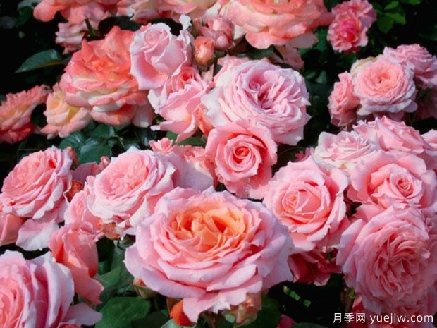 光之所月季/卢米埃尔中心月季(图2) 光之所月季/卢米埃尔中心月季(图2)