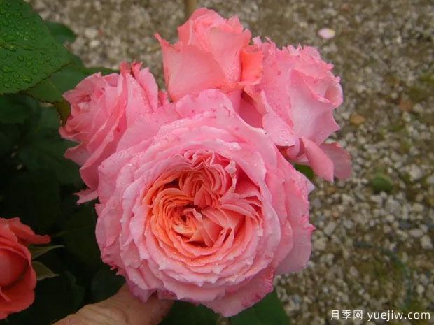 光之所月季/卢米埃尔中心月季(图3) 光之所月季/卢米埃尔中心月季(图3)