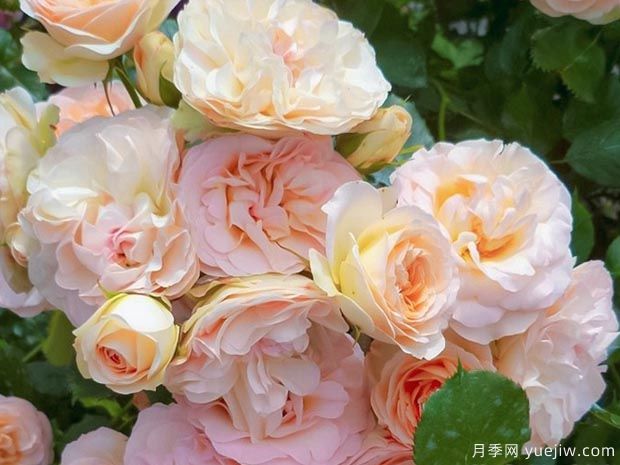 帕斯泰拉月季/粉油彩画月季(图3) 帕斯泰拉月季/粉油彩画月季(图3)