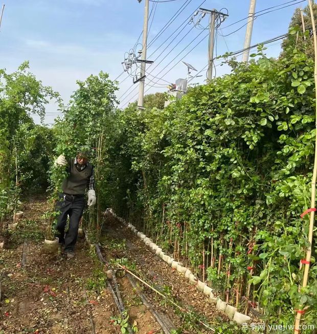 2米高安吉拉藤本月季用于校园花墙(图3)