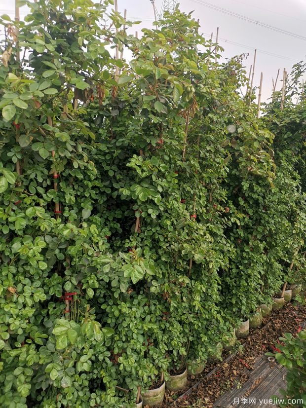 2米高安吉拉藤本月季用于校园花墙(图4)