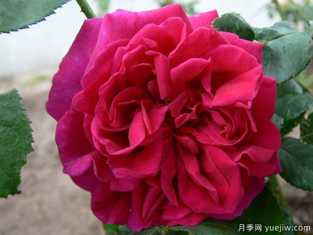 文洛克月季温洛克月季(图2) 文洛克月季温洛克月季(图2)