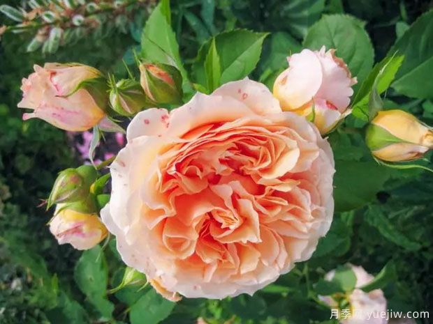 皱纹杰基月季/窸窣杰姬/罗夫鲁坦特杰基(图2) 皱纹杰基月季/窸窣杰姬/罗夫鲁坦特杰基(图2)